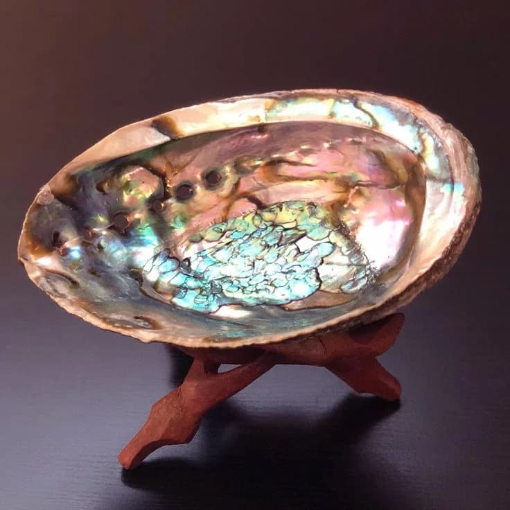 Abalone Kabuk